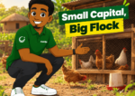 How to Start a Poultry Farm in Nigeria With Small Capital