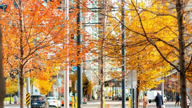 York University Presidents International Scholarship of Excellence 2027 (Fully Funded)