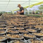 Nursery Labourer at Les Serres Claude Lizotte Inc., Lévis QC (LMIA Requested)