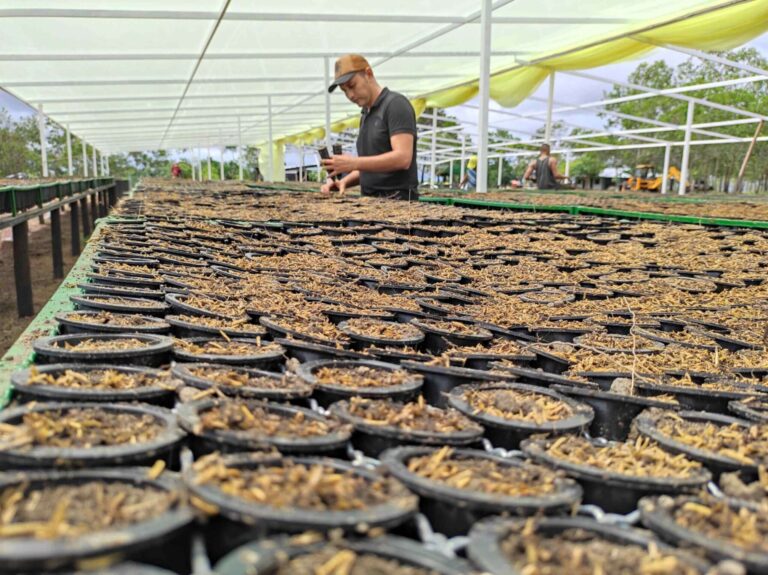 Nursery Labourer at Les Serres Claude Lizotte Inc., Lévis QC (LMIA Requested)